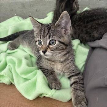 Abby Cadabby -  Domestic Short Hair Cat for Adoption in Chicago, Illinois - Abby Cadabby | PetCurious