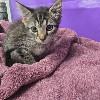 Aslan -  Domestic Short Hair Cat for Adoption in North Myrtle Beach, South Carolina - Aslan | PetCurious