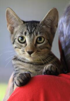 Rescue Domestic Short Hair Cats for Adoption in North Fort Myers, Florida - Billie | PetCurious