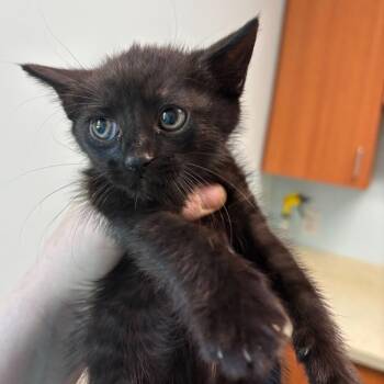 Cyanide -  Domestic Short Hair Cat for Adoption - Cyanide | PetCurious