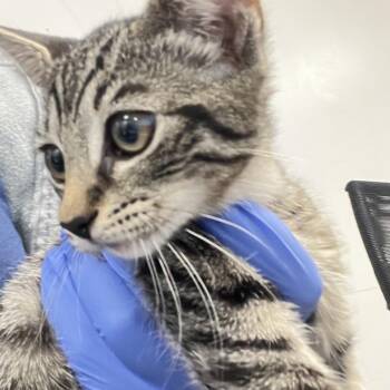 Chili flakes -  Domestic Short Hair Cat for Adoption in Philadelphia, Pennsylvania - Chili Flakes | PetCurious