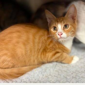 Cinder -  Domestic Long Hair Cat for Adoption in Concord, North Carolina - Cinder | PetCurious