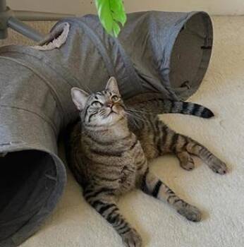 Billy -  Domestic Short Hair and Tabby Cat for Adoption in San Francisco, California - Billy | PetCurious