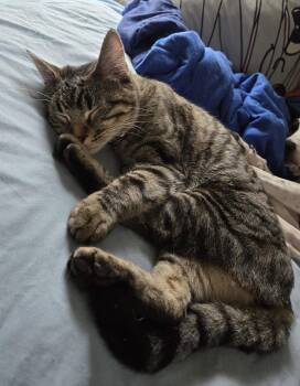 Iroh -  Domestic Medium Hair Cat for Adoption in Kansas City, Missouri - Iroh | PetCurious