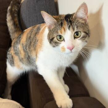 Domestic Short Hair Cats Available for Adoption in Minnetonka, Minnesota - Tobi C69301 | PetCurious