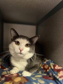 Domestic Short Hair Cats Available for Adoption - SUNDAE | PetCurious