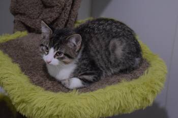 George -  Tabby Cat for Adoption in Claresholm, Alberta - George | PetCurious