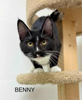Rescue Tuxedo Cats for Adoption in Rushville, Illinois - Benny | PetCurious