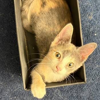 Verona -  Domestic Short Hair Cat for Adoption in Chaska, Minnesota - Verona | PetCurious