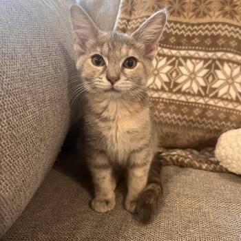 Camembert (Cami) -  Domestic Short Hair Cat for Adoption in Lewis Center, Ohio - Camembert (Cami) | PetCurious
