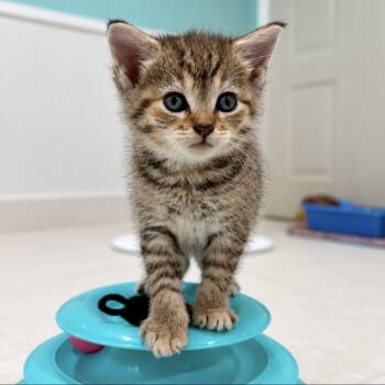 Serena (Bewitched Family) -  Tabby and Calico Cat for Adoption in Blanch, North Carolina - Serena (Bewitched Family) | PetCurious