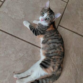 Rescue Domestic Short Hair Cats for Adoption in Hackett, Arkansas - Miss Lucky | PetCurious