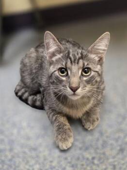 Shane -  Domestic Short Hair Cat for Adoption in Westland, Michigan - Shane | PetCurious