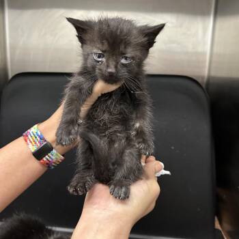 Domestic Short Hair Cats Available for Adoption in Morganton, North Carolina - Fennel | PetCurious