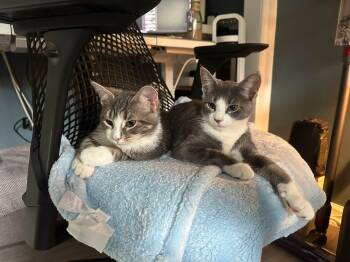 Rescue American Shorthair Cats for Adoption - Gretel | PetCurious