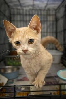 Denver: Foster Request (FCID# 07/13/26-32 Trainer) -  Tabby Cat for Adoption in Greenville, Delaware - Denver: Foster Request (FCID# 07/13/26-32 Trainer) | PetCurious