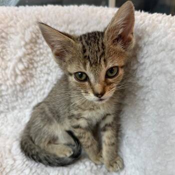 Tyrion Lannister -  Domestic Short Hair Cat for Adoption in Winchester, Virginia - Tyrion Lannister | PetCurious