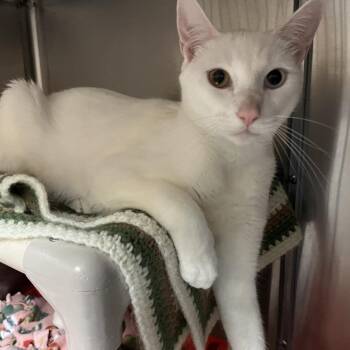 Sage -  Domestic Short Hair Cat for Adoption - Sage | PetCurious