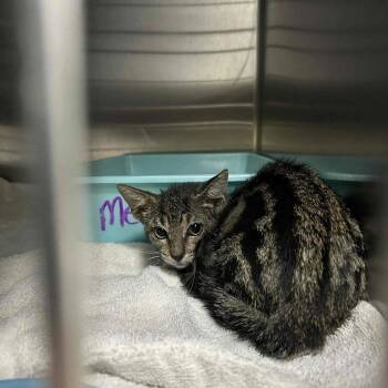 Remi -  Domestic Short Hair Cat for Adoption in Jupiter, Florida - Remi | PetCurious
