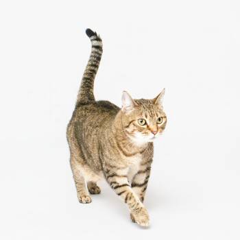 Domestic Short Hair Cats Available for Adoption in Grand Forks, North Dakota - COCO | PetCurious