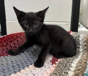 Barney -  Domestic Short Hair Cat for Adoption in Dalton, Georgia - Barney | PetCurious