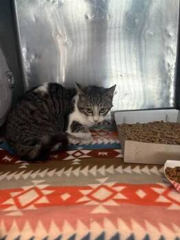 Domestic Short Hair Cats Available for Adoption - 60555514 | PetCurious