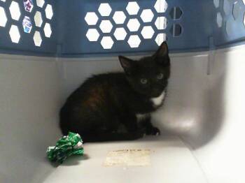 NUGGET -  Domestic Short Hair Cat for Adoption in Charlotte, North Carolina - NUGGET | PetCurious