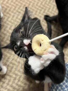 Trumpet -  Domestic Short Hair Cat for Adoption in Nashville, Tennessee - Trumpet | PetCurious