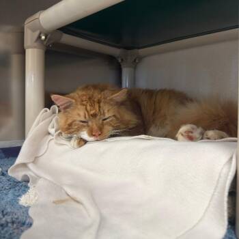 Domestic Medium Hair Cats Available for Adoption - Big Orange | PetCurious