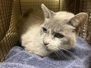 Snowshoe Cats Available for Adoption in Tustin, California - CASPER | PetCurious