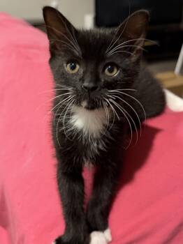 Bandit -  Domestic Short Hair Cat for Adoption in Park Row, Texas - Bandit | PetCurious