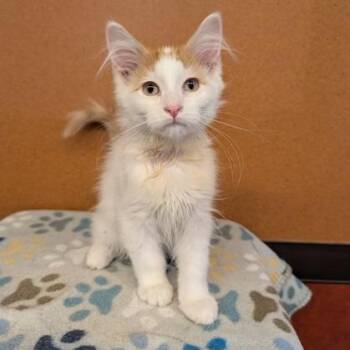 Saturn -  Domestic Medium Hair Cat for Adoption in Rochester, Minnesota - Saturn | PetCurious