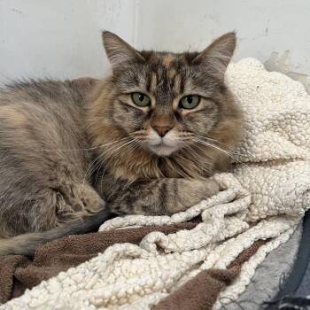 Nikita -  Domestic Long Hair Cat Available for Adoption in Chicago, Illinois - Nikita | PetCurious