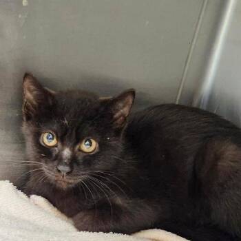 Rain Jacket -  Domestic Short Hair Cat for Adoption in Rocky Mount, Virginia - Rain Jacket | PetCurious