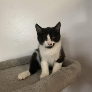 Sir Wesley -  Domestic Short Hair Cat for Adoption in Harrisonburg, Virginia - Sir Wesley | PetCurious