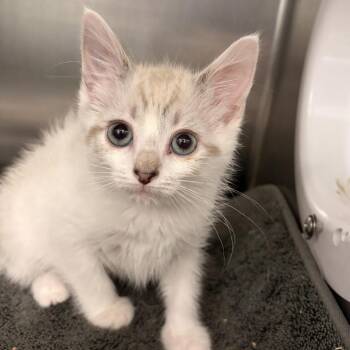 Joannie -  Domestic Short Hair Cat for Adoption in Marshall, Virginia - Joannie | PetCurious