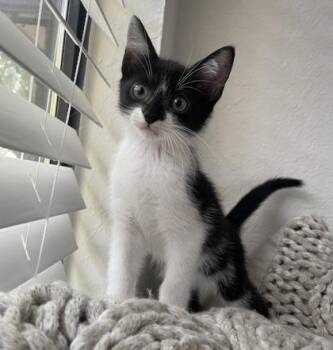 Bundtini -  Domestic Short Hair Cat for Adoption in Fort Worth, Texas - Bundtini | PetCurious