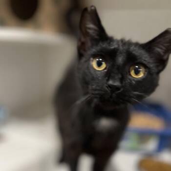 Domestic Short Hair Cats Available for Adoption in Durham, North Carolina - Bungee Jump | PetCurious