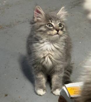 Domestic Medium Hair Cats Available for Adoption in Vancouver, Washington - Terry | PetCurious