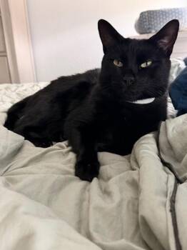 Bombay Cats Available for Adoption - Freddie | PetCurious