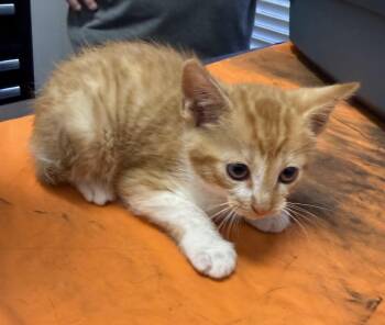 Domestic Short Hair Cats Available for Adoption in Bradford, Alabama - Persimmon | PetCurious