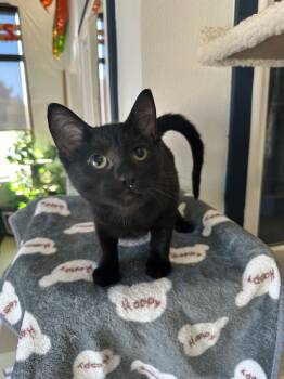 Rescue Domestic Short Hair Cats for Adoption in Newberg, Oregon - Uno | PetCurious