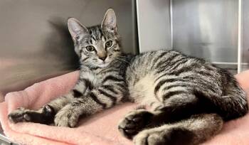 Biscuit -  Domestic Short Hair Cat for Adoption in Edinburg, Virginia - Biscuit | PetCurious