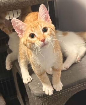 Marti -  Domestic Short Hair Cat for Adoption in Winnipeg, Manitoba - Marti | PetCurious