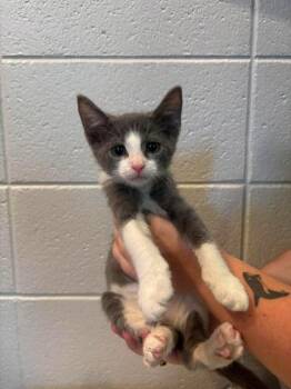 Domestic Medium Hair and Domestic Short Hair Cats Available for Adoption in Paducah, Kentucky - Comet | PetCurious