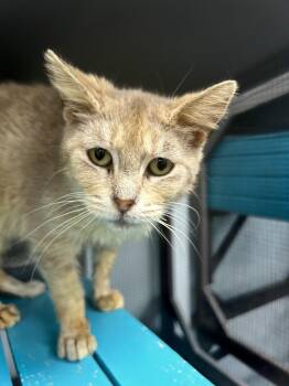 Dilute Tortoiseshell Cats Available for Adoption in Grand Rapids, Michigan - Sierra | PetCurious