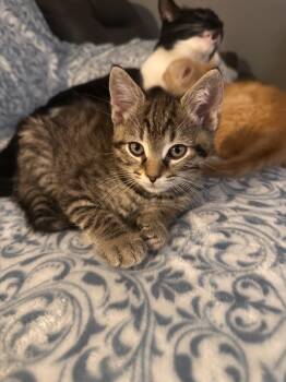 Ground Control -  Domestic Short Hair Cat for Adoption in Sterling, Virginia - Ground Control | PetCurious