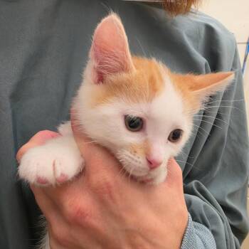 Curly -  Domestic Short Hair Cat for Adoption in Oshkosh, Wisconsin - Curly | PetCurious