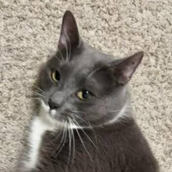 Pantera -  Domestic Short Hair Cat for Adoption in Cumming, Georgia - Pantera | PetCurious