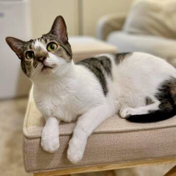 Galileo -  Domestic Short Hair Cat for Adoption in Woodinville, Washington - Galileo | PetCurious